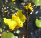 Utricularia vulgaris. Соцветие с цветком, бутонами и кормящимися тлями. Ленинградская обл., Ломоносовский р-н, окр. пос. Большая Ижора, побережье Финского залива, болотистая низина на окраине тростниковых зарослей за песчаным береговым валом. 03.07.2016.