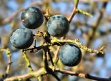 Prunus × fruticans. Зрелые плоды. Германия, Северный Рейн-Вестфалия, окр. г. Моншау, горный склон. Декабрь.