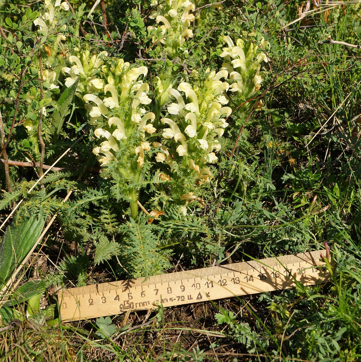 Изображение особи Pedicularis physocalyx.