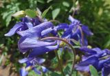 Aquilegia vulgaris