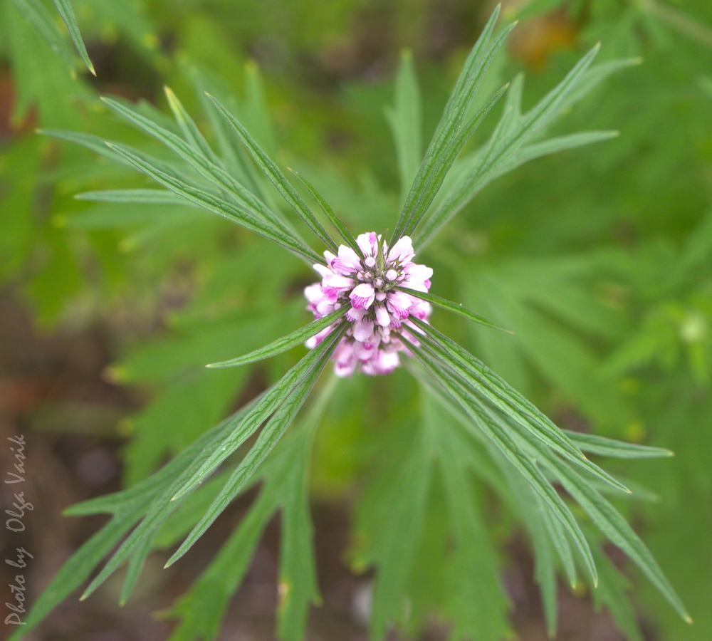 Изображение особи Leonurus japonicus.