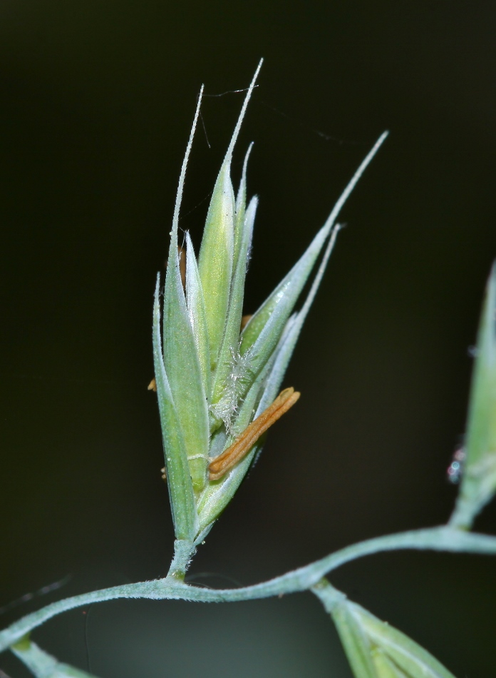 Изображение особи Festuca mollissima.