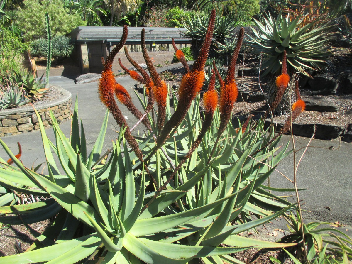 Image of Aloe vryheidensis specimen.