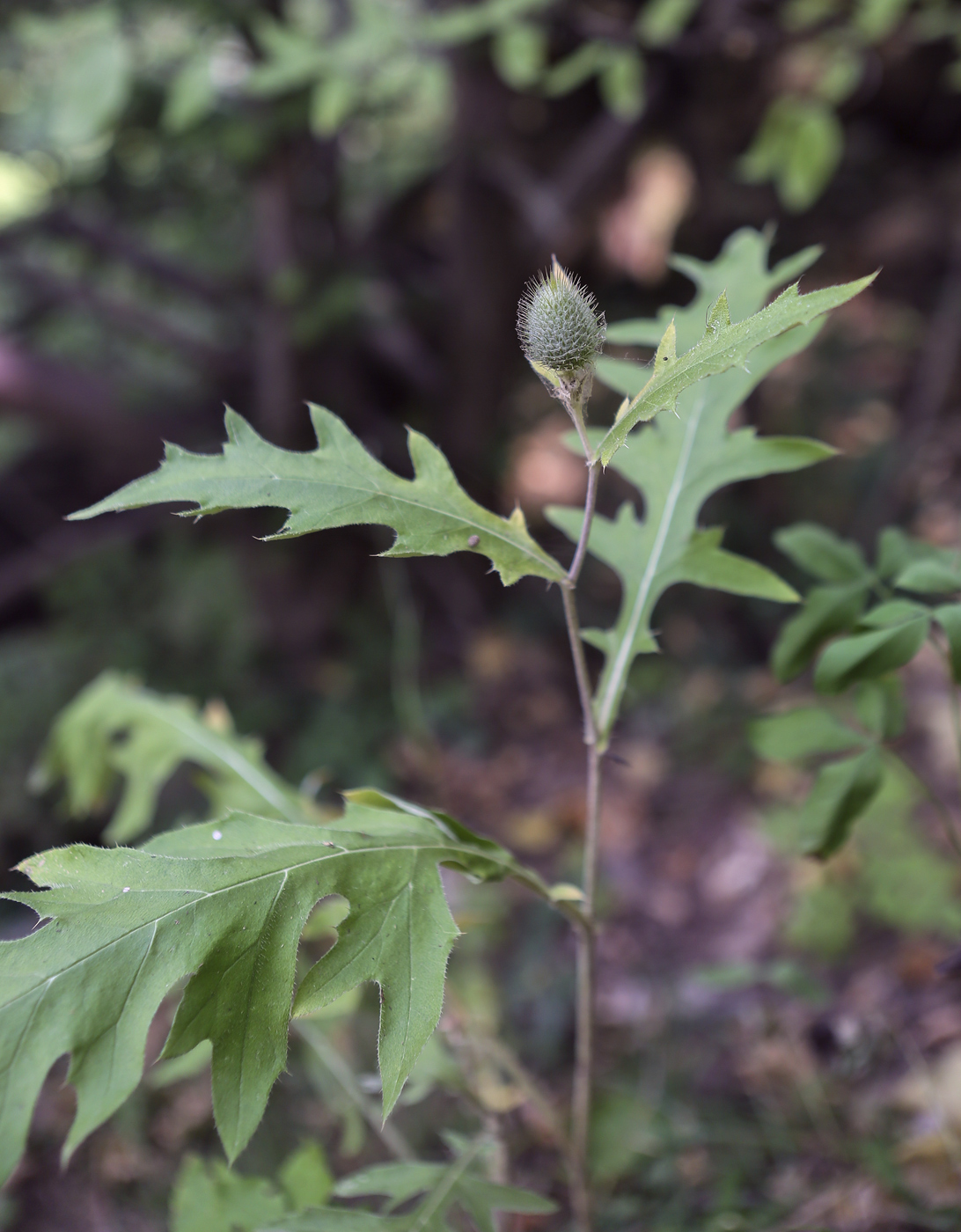 Изображение особи Cirsium laniflorum.