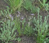 Polygala tenuifolia. Цветущие растения. Иркутская обл., Черемховский р-н, окр. с. Узкий Луг, высокий берег р. Белая, разнотравный луг. 17.06.2017.