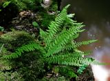 Woodsia caucasica