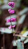 род Symphoricarpos