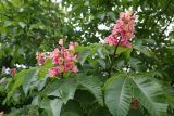 Aesculus × carnea