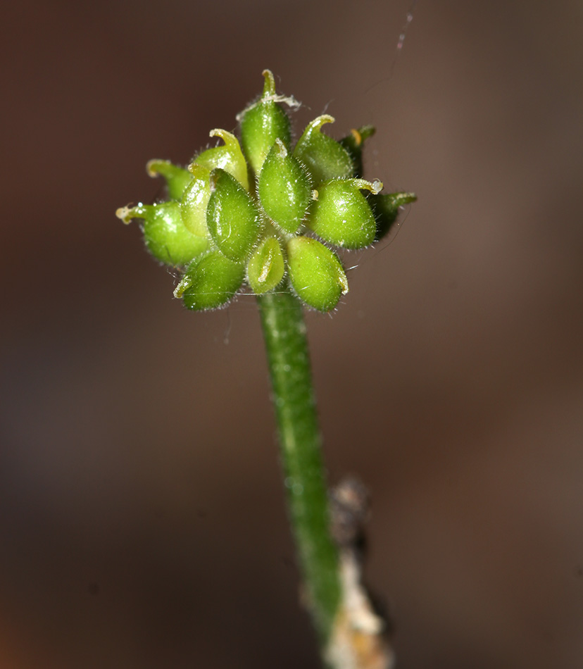 Изображение особи Ranunculus franchetii.