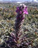 Pedicularis alopecuroides