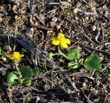 Ranunculus bullatus ssp. cytheraeus