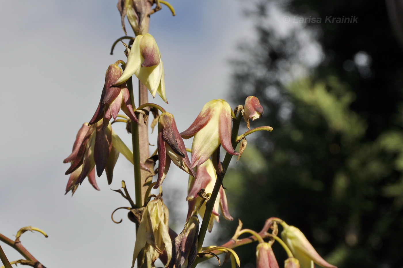 Изображение особи Yucca gloriosa.