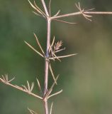 Crucianella latifolia. Часть побега с высохшими листьями. Республика Кипр, окр. г. Лимасол (Λεμεσός), пляж. 19.05.2019.