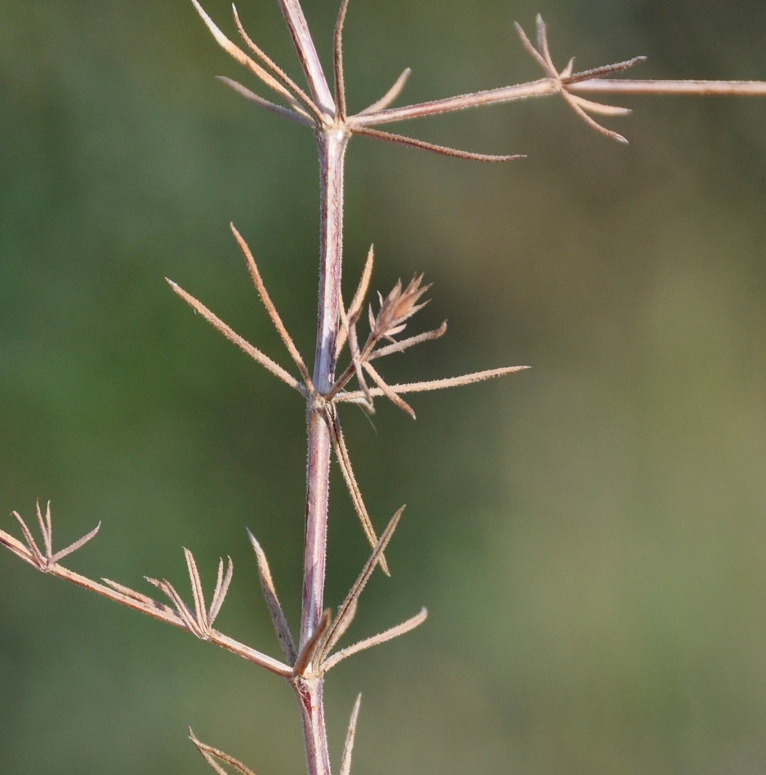 Изображение особи Crucianella latifolia.