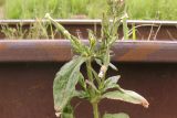 Silene noctiflora