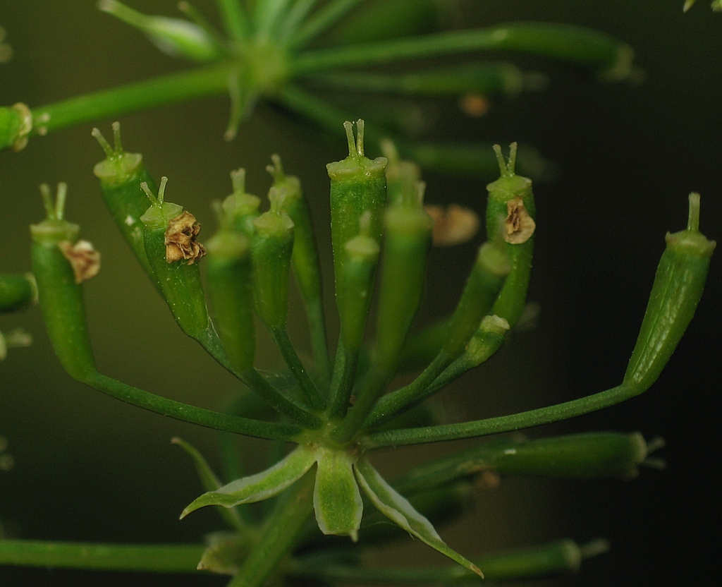 Изображение особи Chaerophyllum bulbosum.