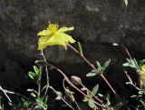 Helianthemum dagestanicum