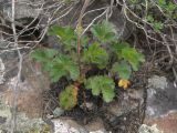 Potentilla foliosa