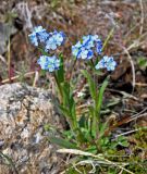 Myosotis austrosibirica