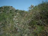 Astragalus semideserti