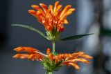 Leonotis nepetifolia