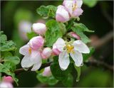 Malus domestica