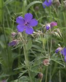 Geranium ruprechtii