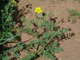 Potentilla bifurca. Цветущее растение. Иркутская обл., Усть-Ордынский р-н, пгт Усть-Орда, между дорогой и домом. 19.06.2022.