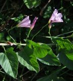 Convolvulus arvensis