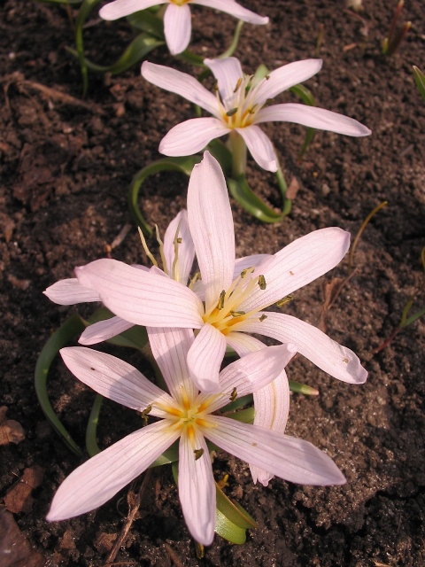 Изображение особи Colchicum munzurense.