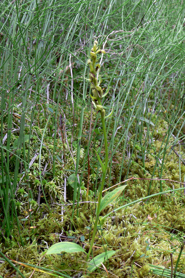 Изображение особи Dactylorhiza viridis.