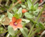 Anagallis arvensis