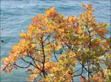 Quercus pubescens. Ветви с листвой в осенней окраске. Черноморское побережье Кавказа, Новороссийск, у мыса Шесхарис, на приморском обрыве. 1 декабря 2012 г.