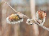 Salix lapponum