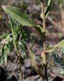 Inula britannica