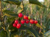 Solanum kitagawae