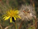 Taraxacum perenne