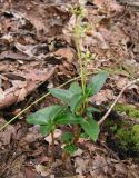 Chimaphila japonica. Плодоносящее растение. Приморский край, Спасский р-н, окр. с. Хвалынка, дубняк леспедециевый. 13.09.2013.