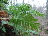 Polypodium interjectum. Спороносящие вайи. Южный берег Крыма, северный склон г. Ильяс-Кая. 27 декабря 2013 г.