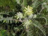 Astragalus dasyanthus