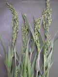 Panicum подвид ruderale