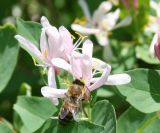 Lonicera tatarica