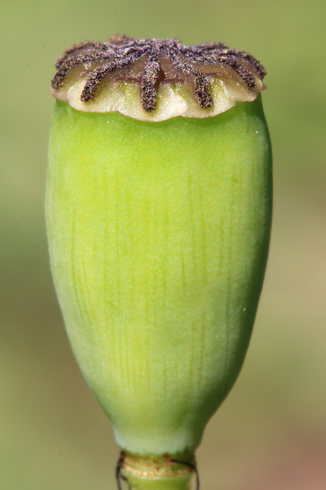 Изображение особи Papaver stevenianum.