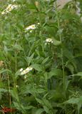 Erigeron annuus