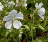 Geranium pratense