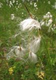 Eriophorum latifolium