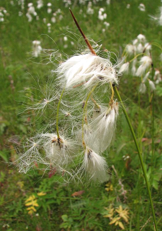 Изображение особи Eriophorum latifolium.