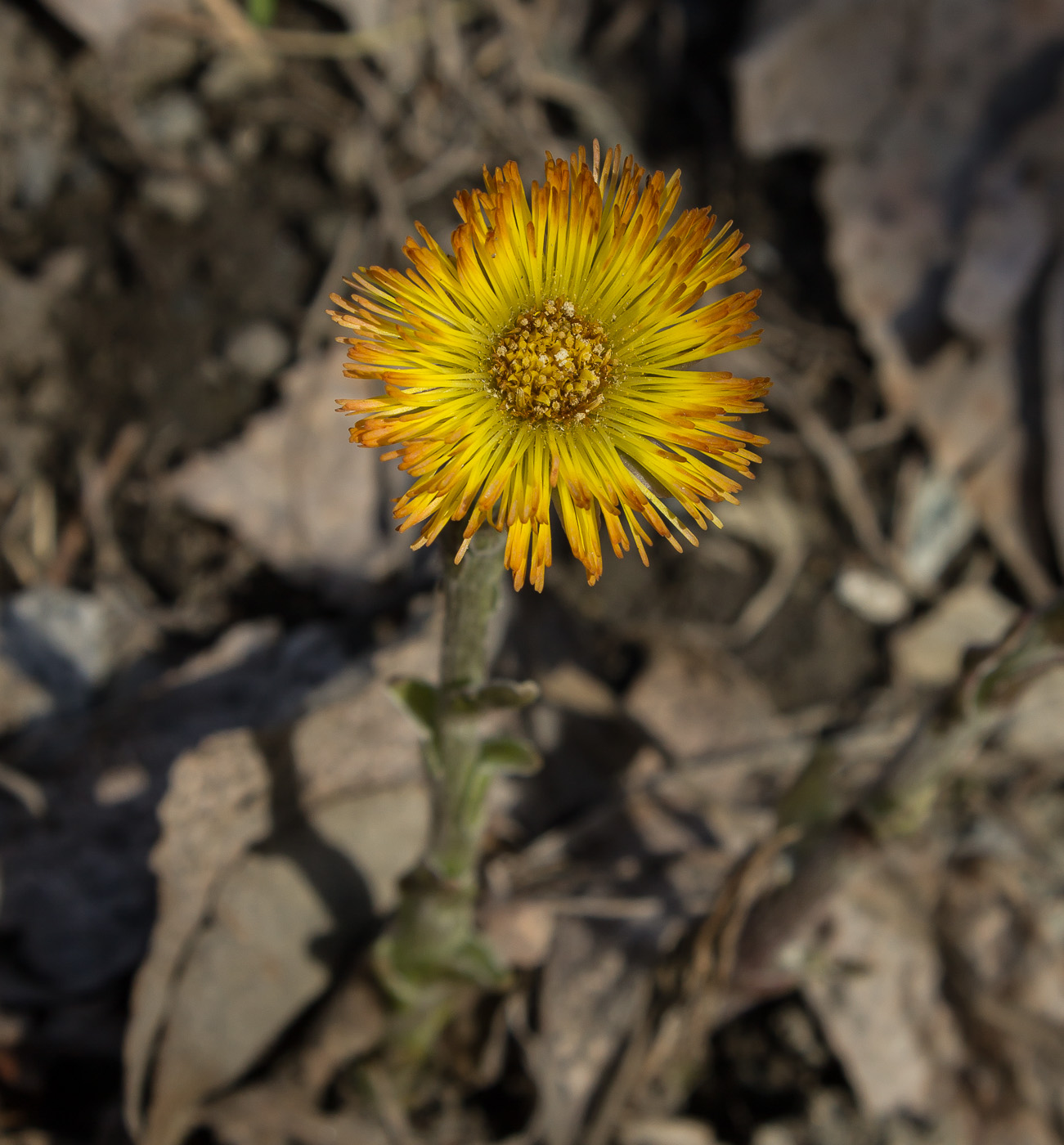 Изображение особи Tussilago farfara.