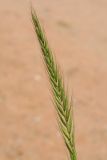 Elymus dahuricus