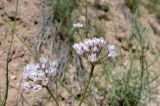 Allium oreoprasum